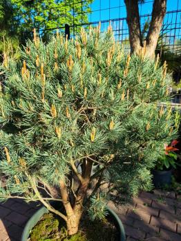 Pinus sylvestris watereri 140cm Nr.6